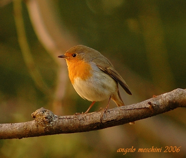 Pettirosso Erithacus rubecula. frames.